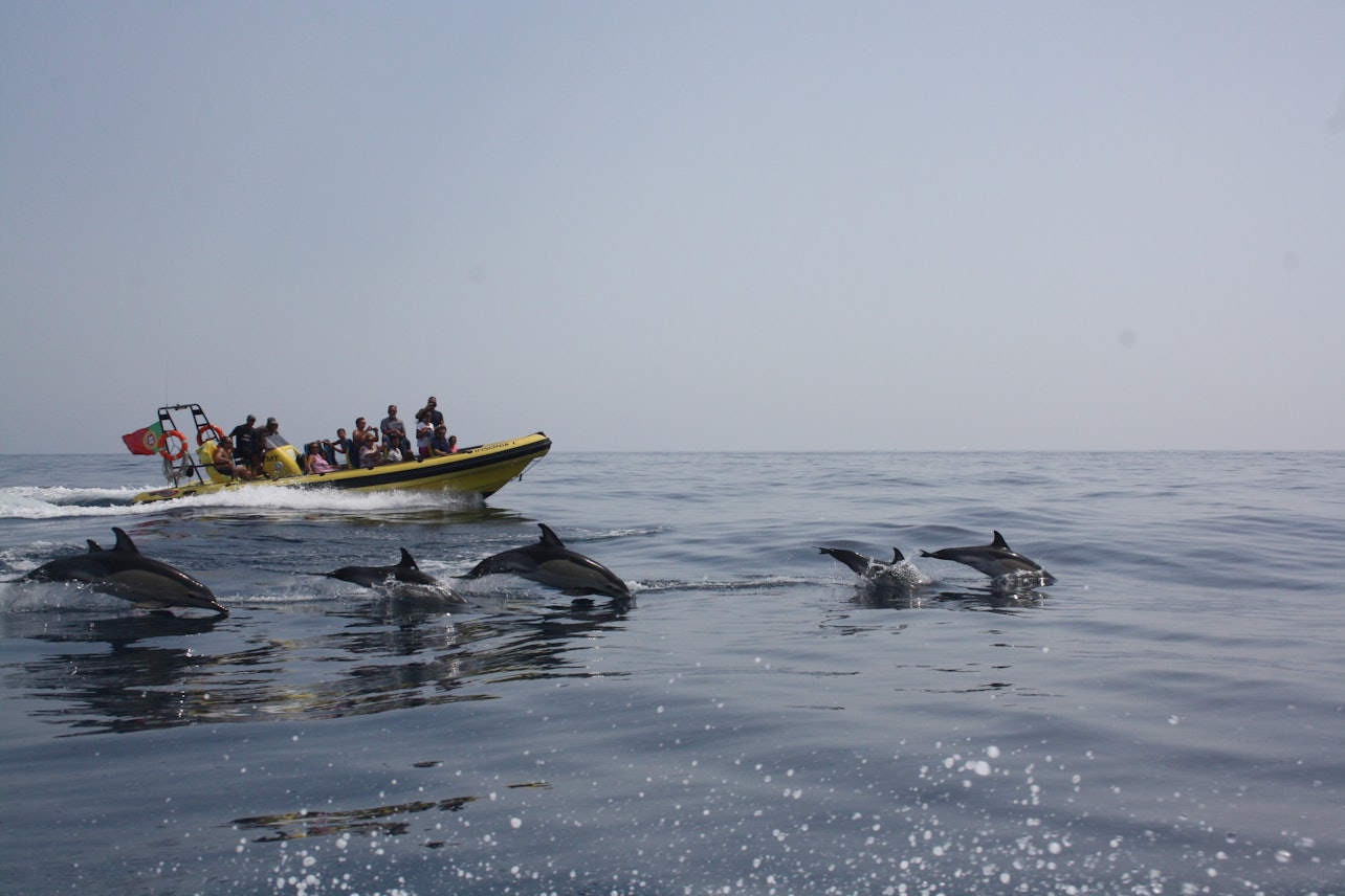 Grutas e observação de golfinhos desde Albufeira em barco semi-rígido - Acomodações em Albufeira
