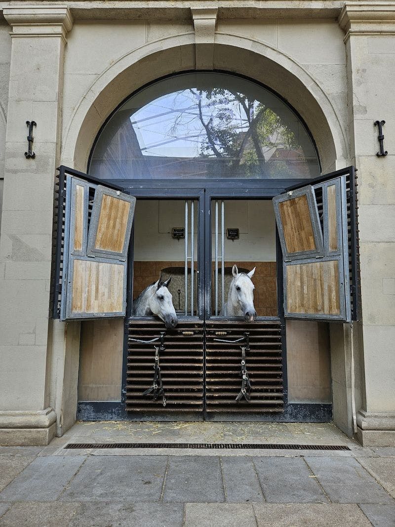 Dva bílí koně stojí v oddělených stájích a nahlížejí otevřenými stabilními dveřmi pod klenutým oknem.