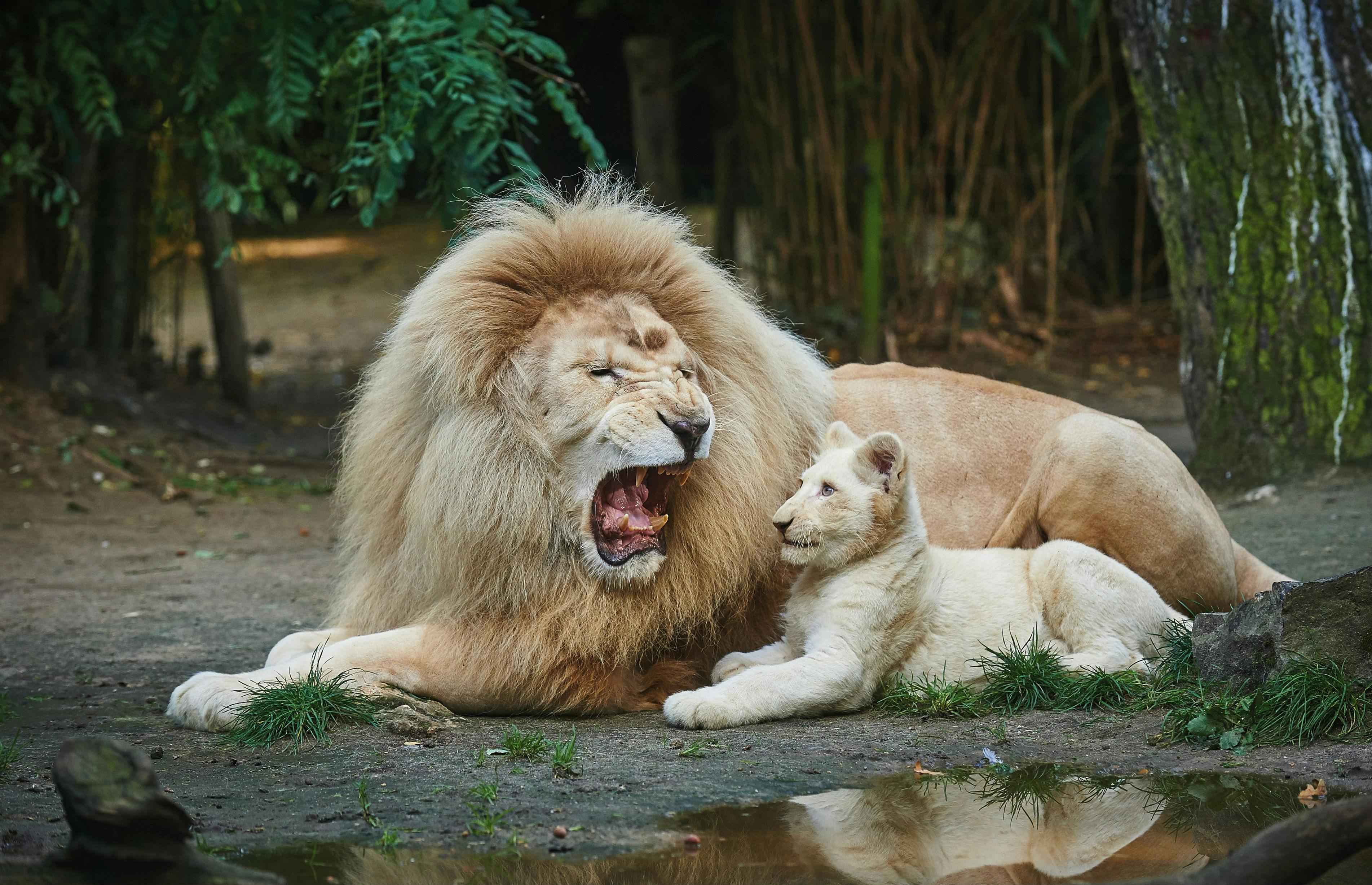 Zoo de la Flèche