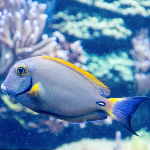 SEA LIFE at Mall of America: Entry Ticket - Photo 4
