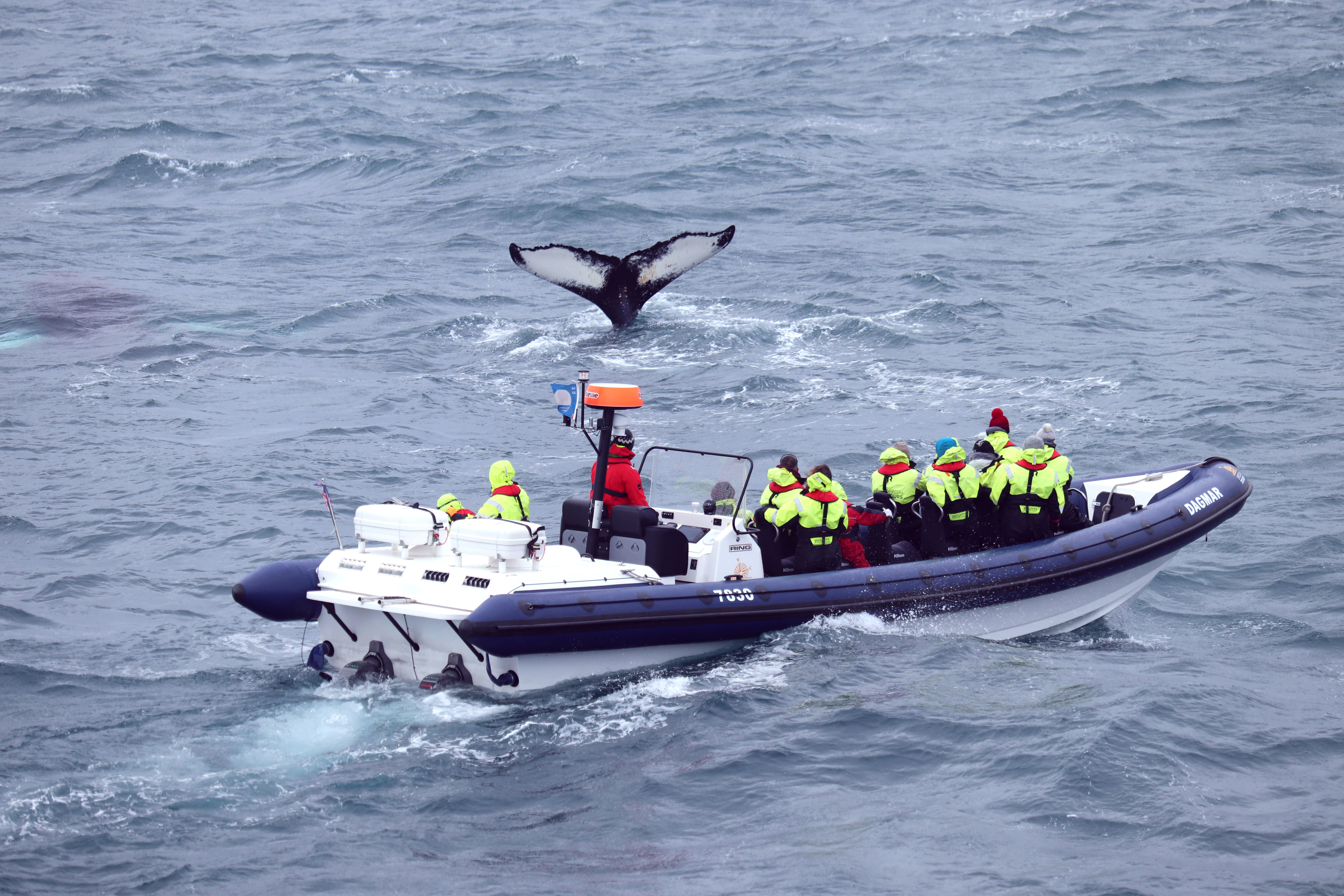 Whale Watching: Whales of Iceland Entry + RIB Boat Tour from Reykjavik