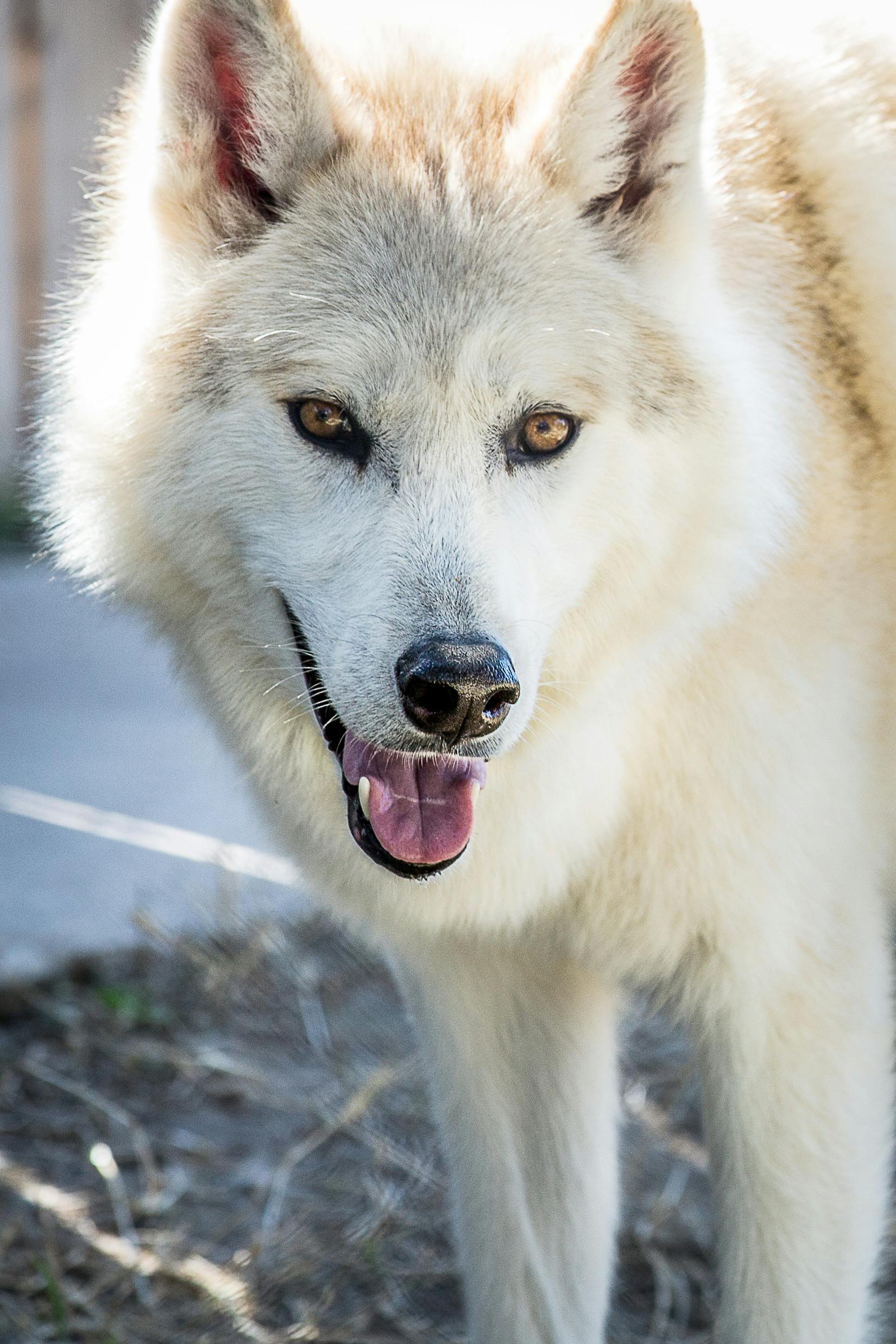 Primo piano di un lupo bianco e grigio con la bocca aperta, che mostra i denti e la lingua, all'aperto in una giornata di sole.