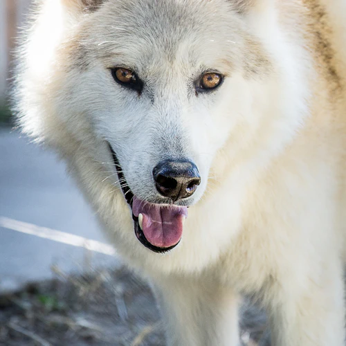 Austin Zoo: Skip The Line Ticket - Photo 3