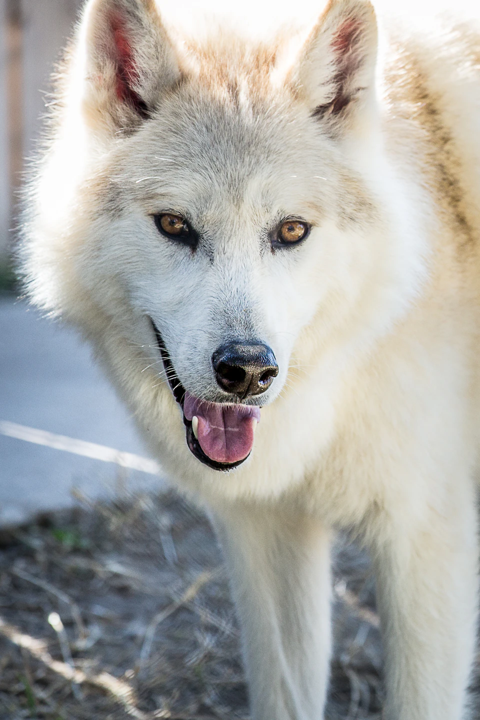 Close-up of a white and gray wolf with its mouth open, showing teeth and tongue, standing outdoors on a sunny day.