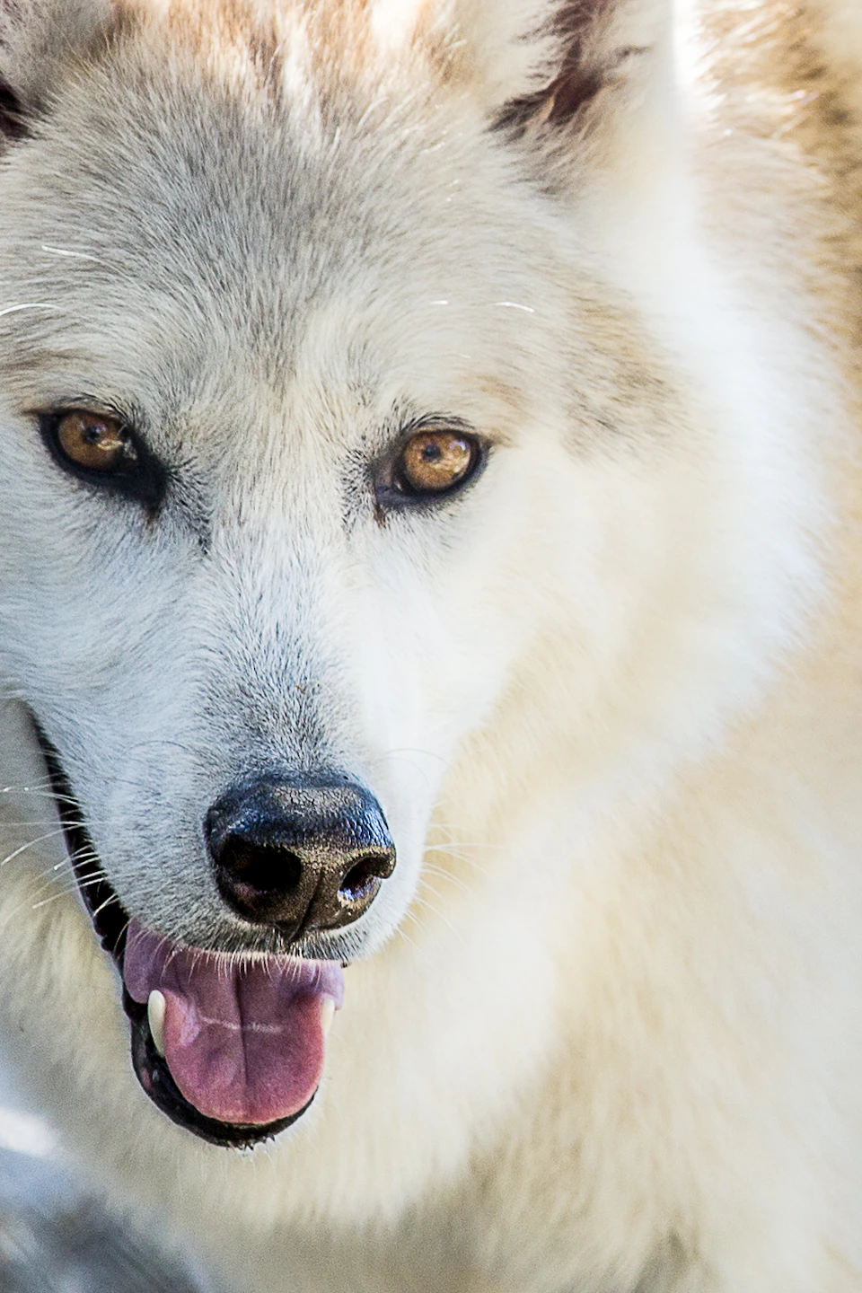 Close-up of a white and gray wolf with its mouth open, showing teeth and tongue, standing outdoors on a sunny day.