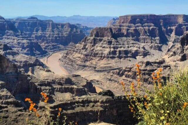 A view of a steep canyon with layered rock formations and a river winding through it, with wildflowers in the foreground.