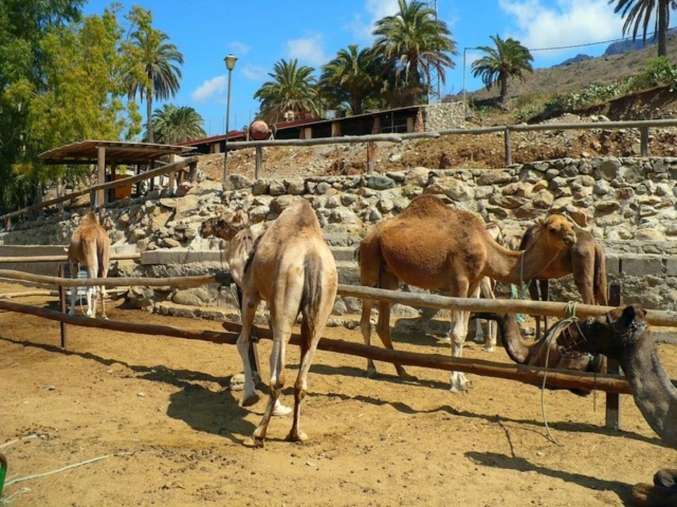 A group of camels stands in a fenced area with palm trees and a rocky hillside in the background under a clear blue sky.