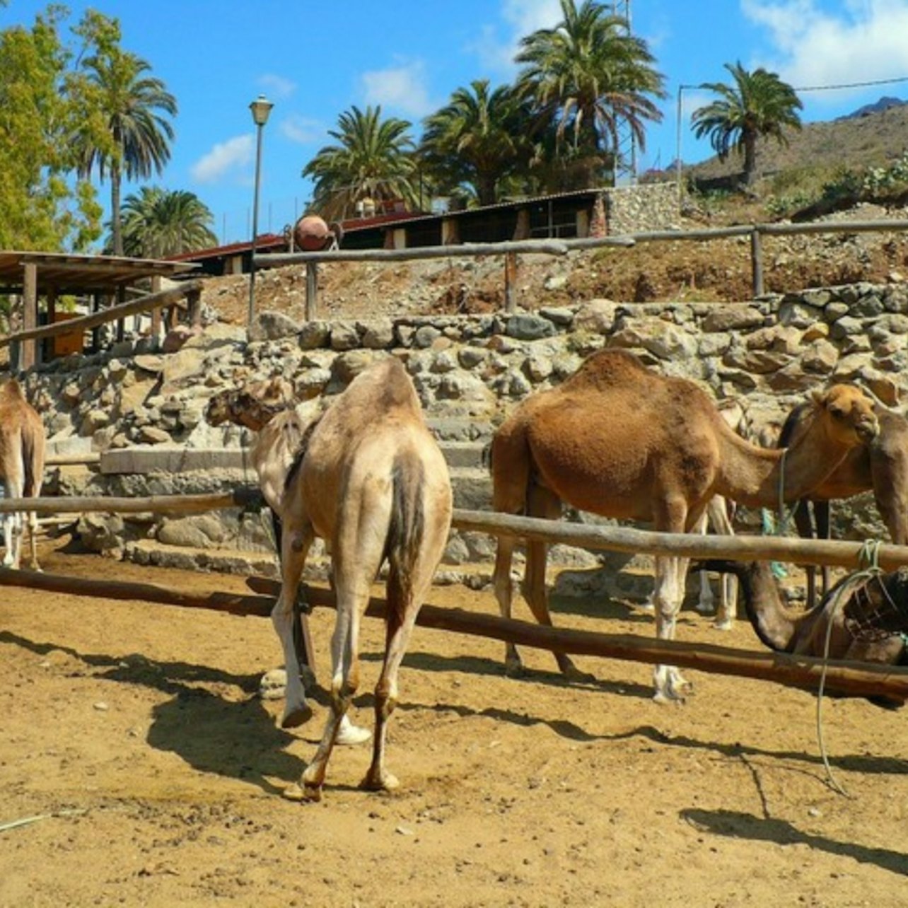 Giro in cammello sulle dune di Maspalomas - Alloggi in Las Palmas de Gran Canaria