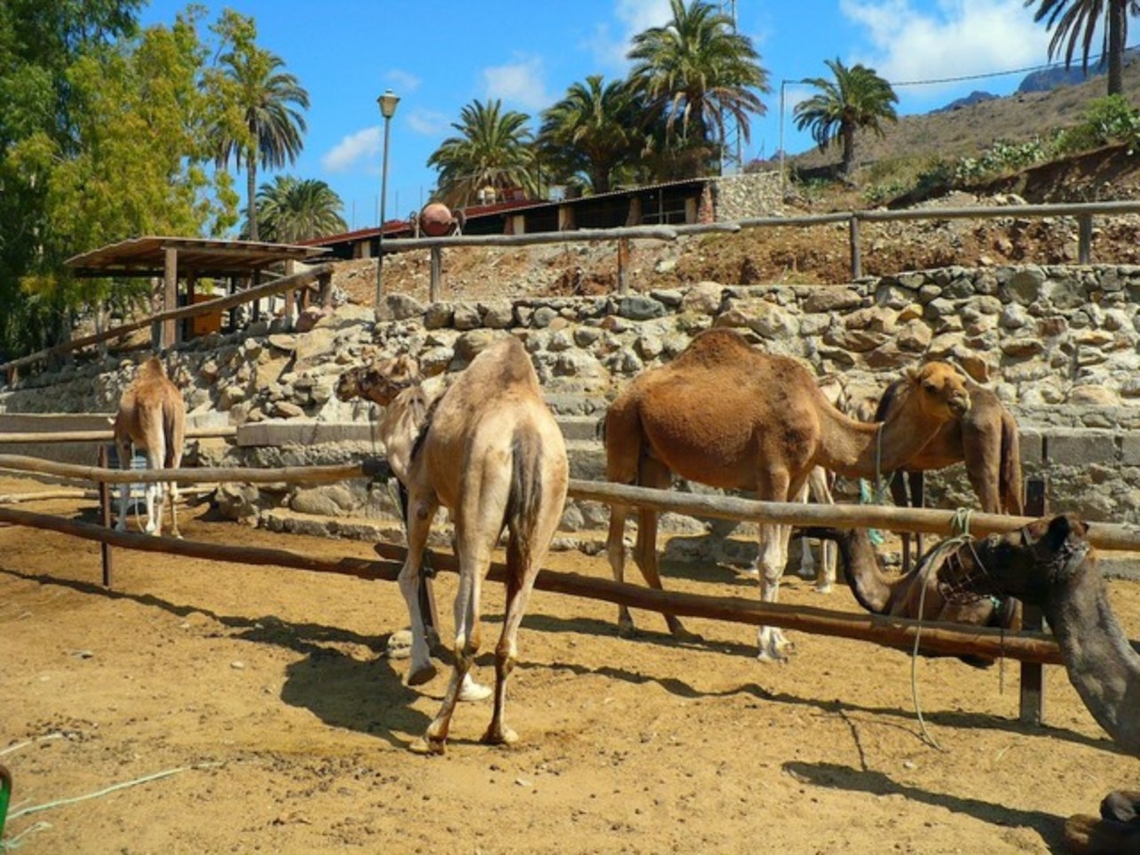 Giro in cammello sulle dune di Maspalomas - Alloggi in Las Palmas de Gran Canaria
