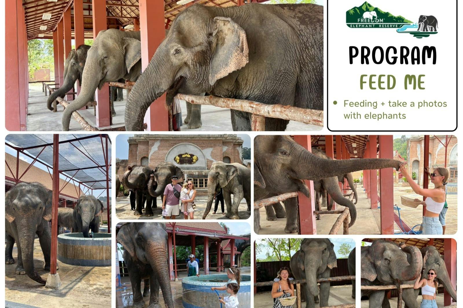 Phuket Elephant Freedom Sanctuary Tickest with Feeding Experience