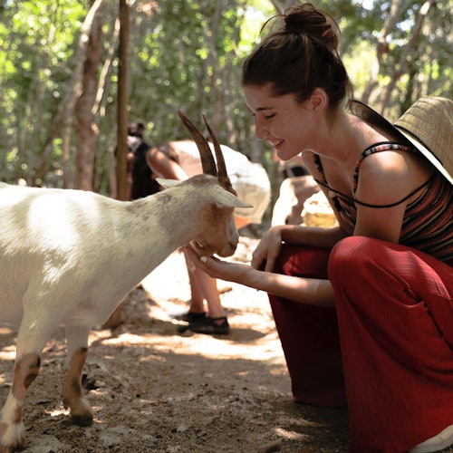 Akumal Monkey Sanctuary & Rescued Animals: Guided Tour