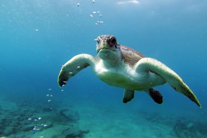 Tenerife: Guided Kayking & Snorkeling Tour