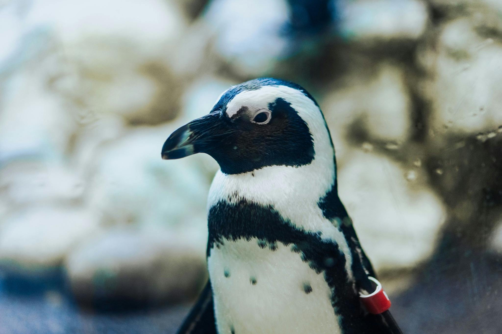 Ripley 's Aquarium of the Smokies