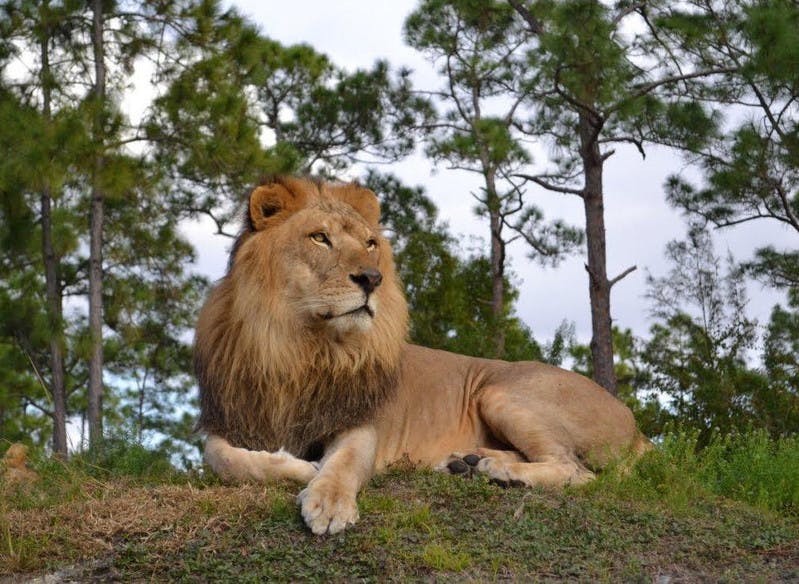 一头鬃毛浓密的狮子安静地坐在草地上，周围环绕着高大的树木，周围有一片多云的天空。