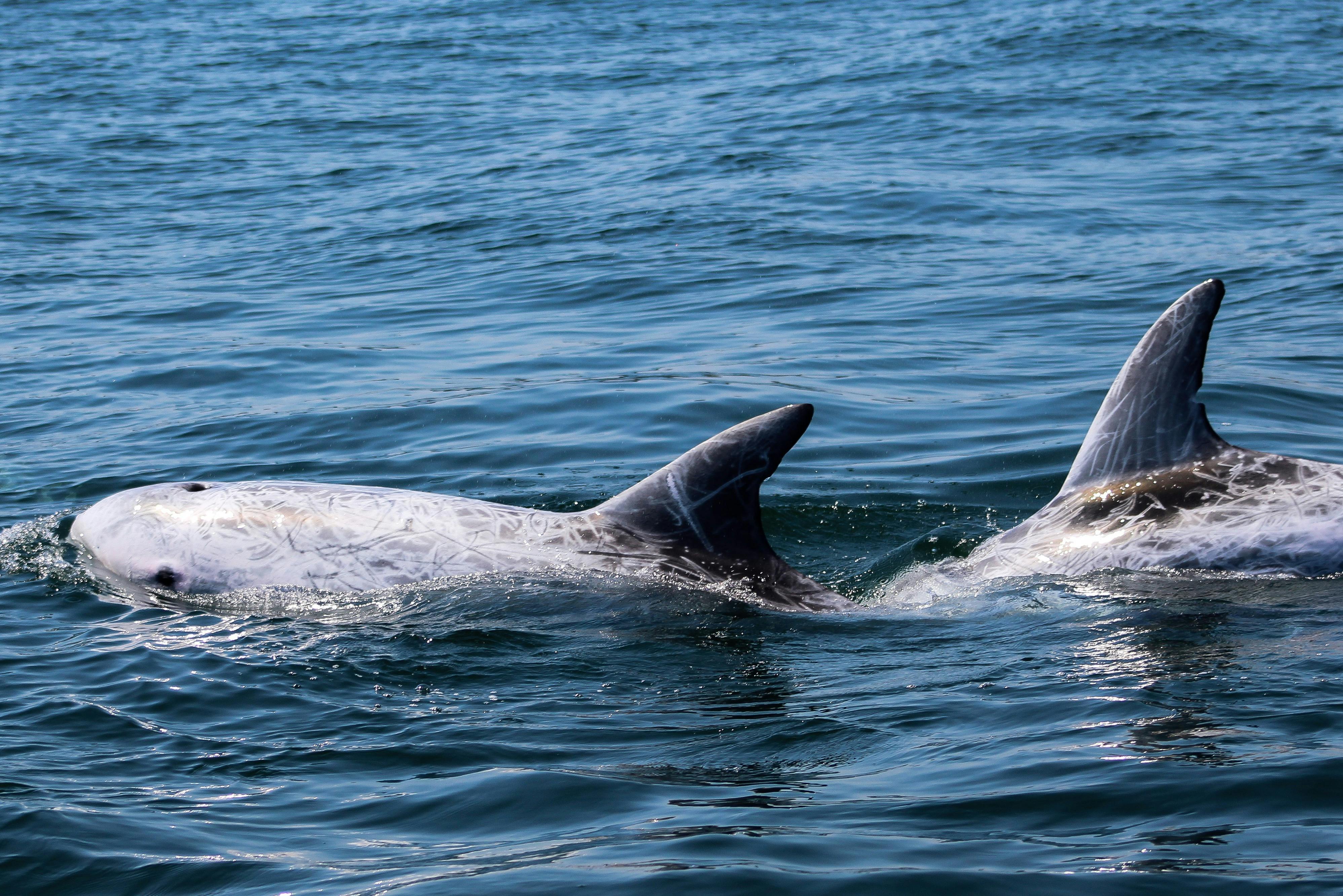 リッソのイルカ
