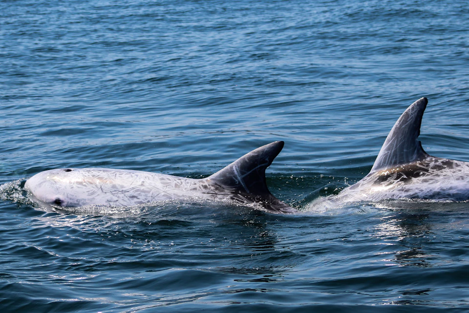 Risso's dolphins