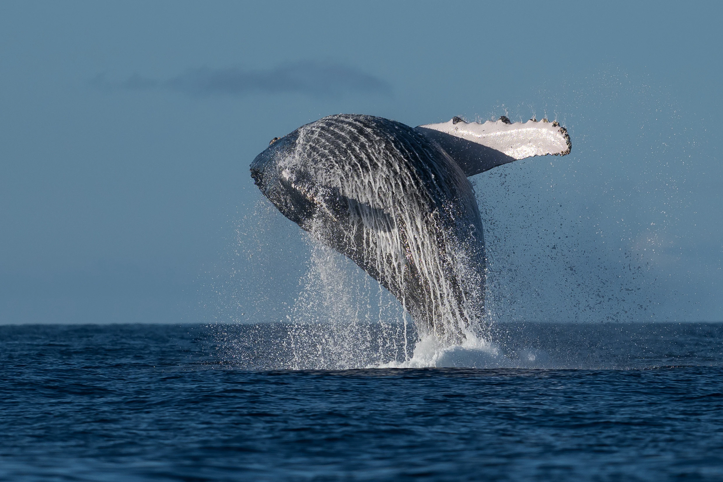 2-Hour Sunshine Coast Whale Watching Experience