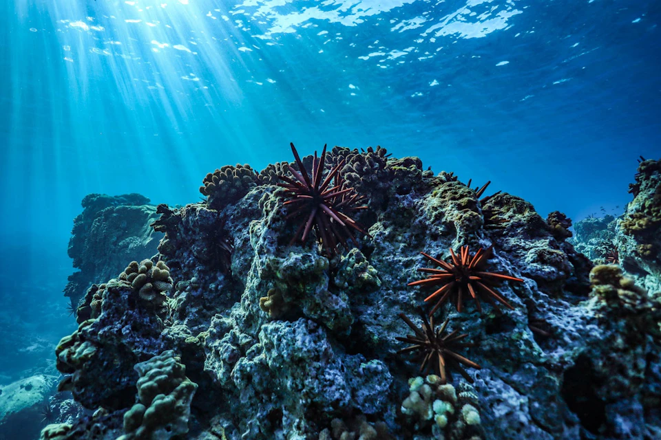 Underwater coral reef with sun rays filtering through the water. Sea urchins and corals are visible among rocky formations.
