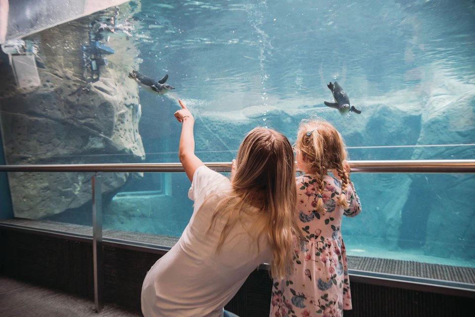 A woman and a child observe penguins swimming in a large aquarium.