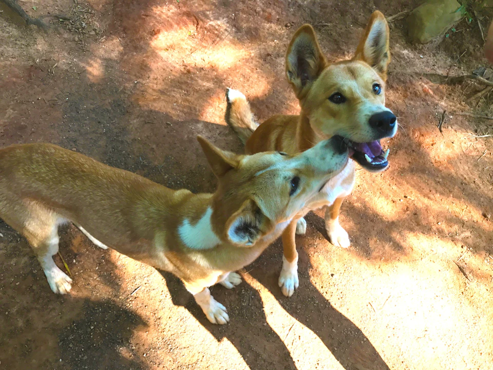 Rainforestation Nature Park: Admission Ticket