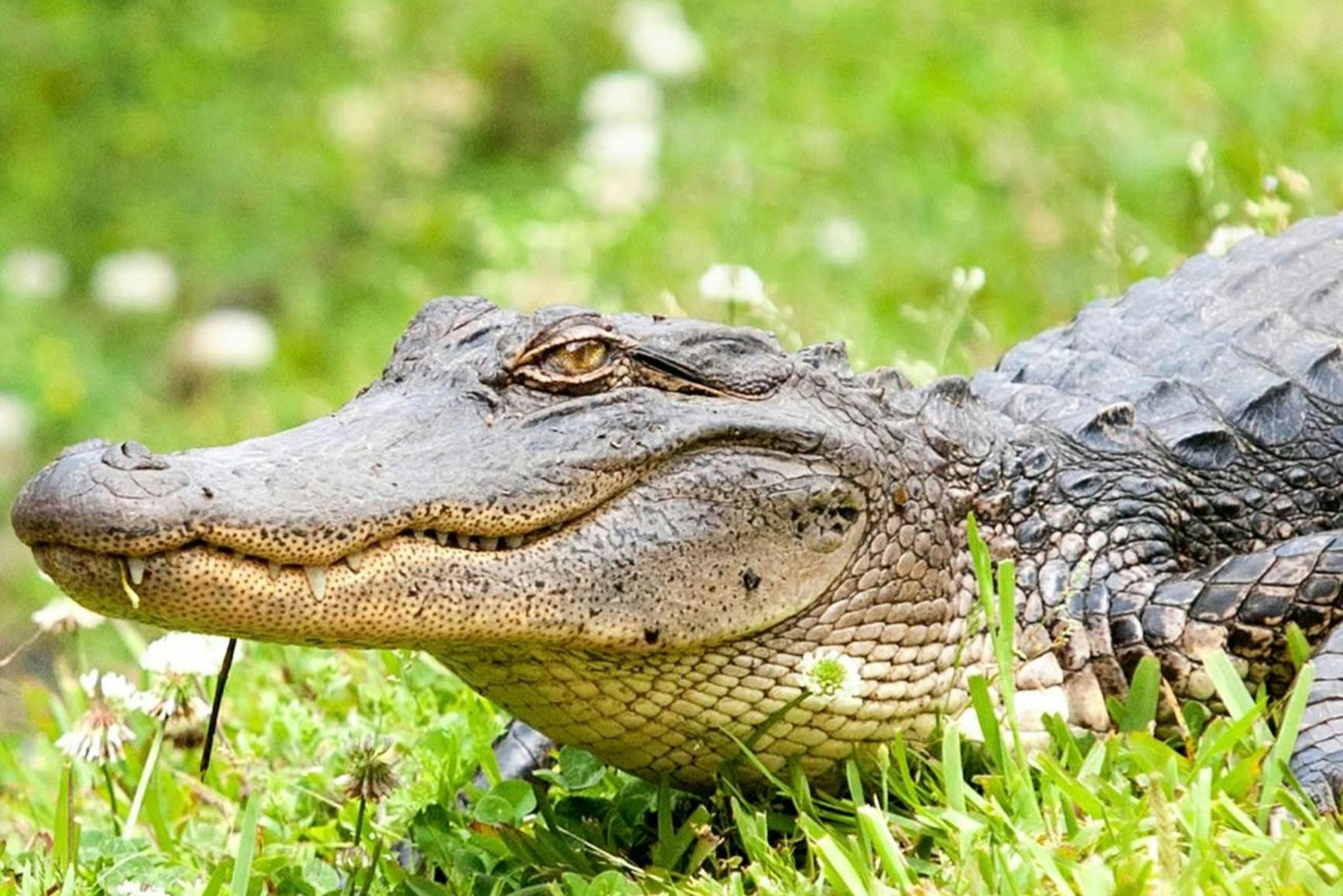 New Orleans: Swamps & Bayous Guided Pontoon Boat Tour + Optional Transfers