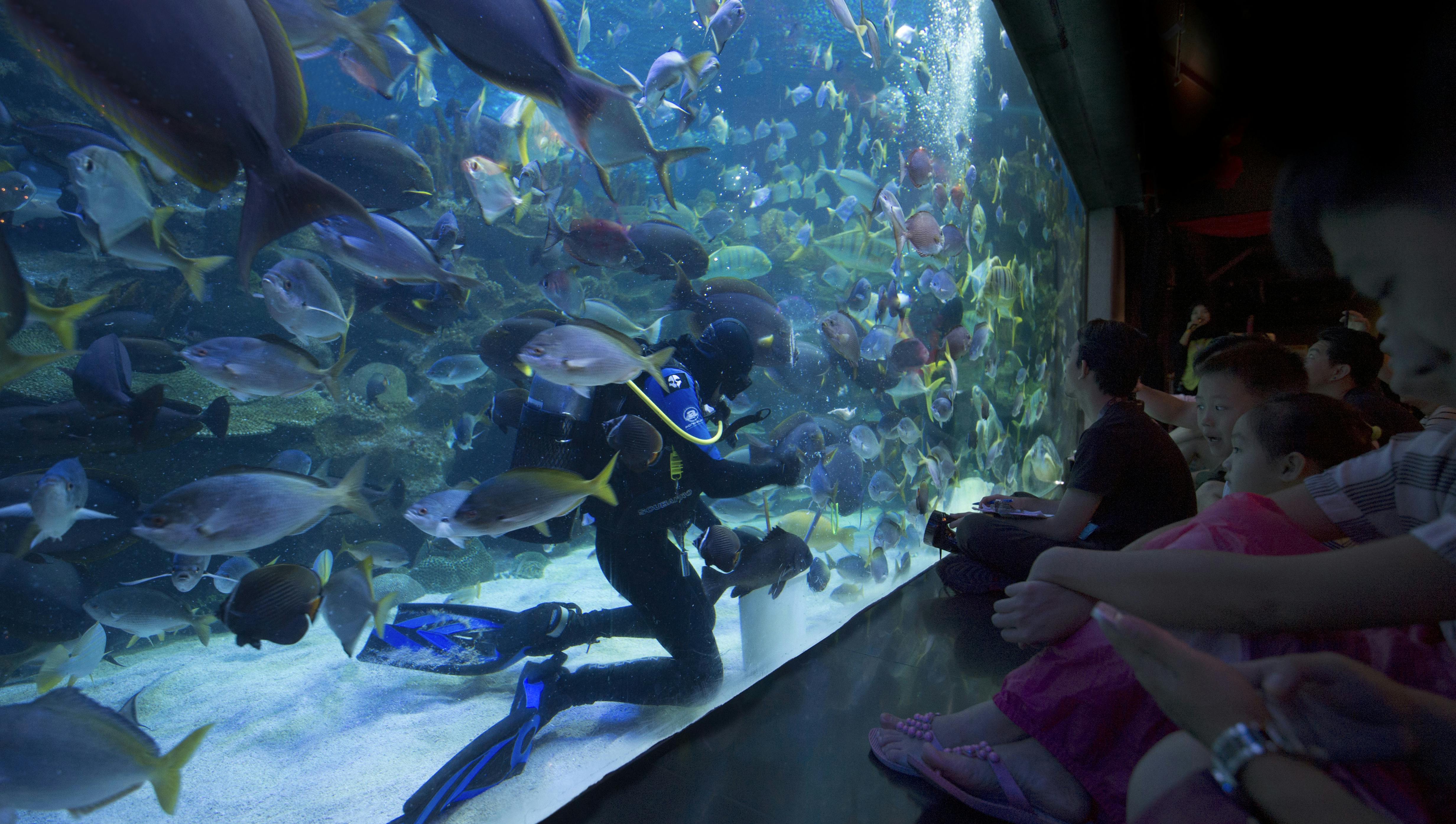 Afbeelding van een duikende man in KLCC Aquaria