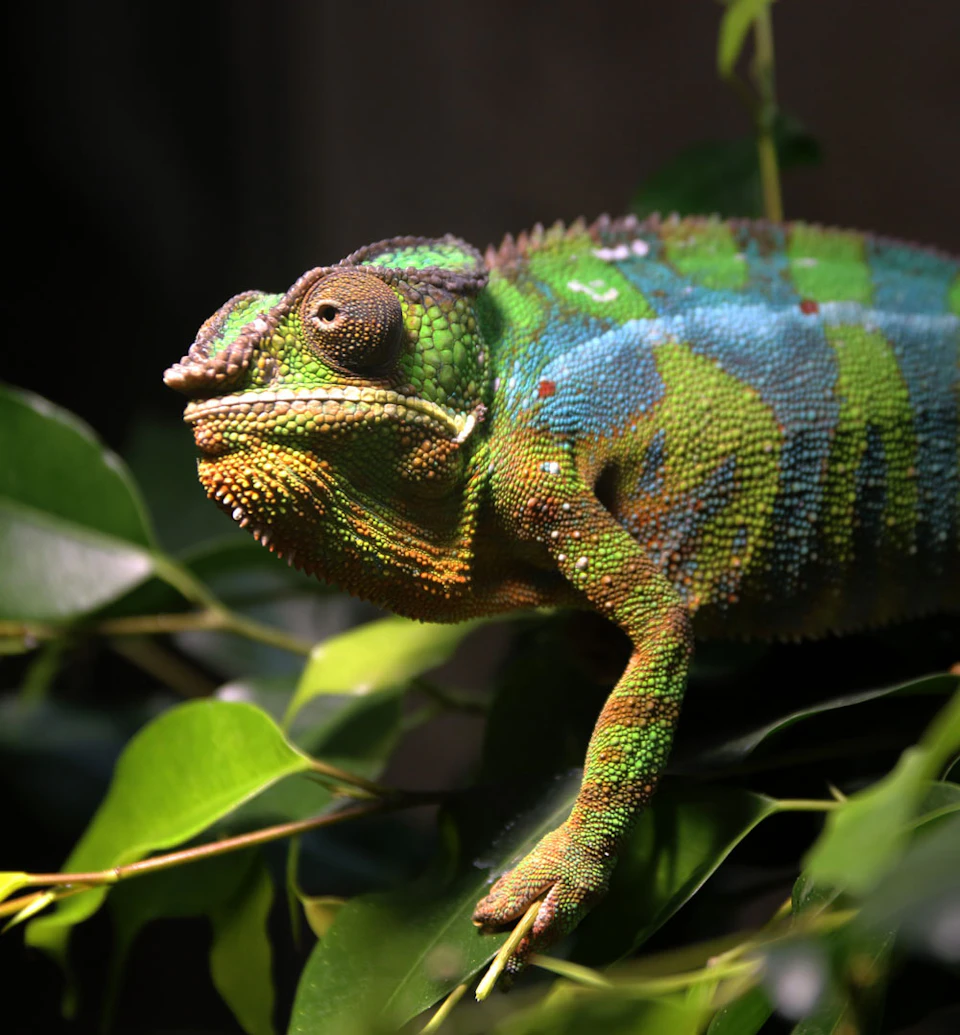 A colorful chameleon with green, blue, and yellow markings sits on a leafy branch.