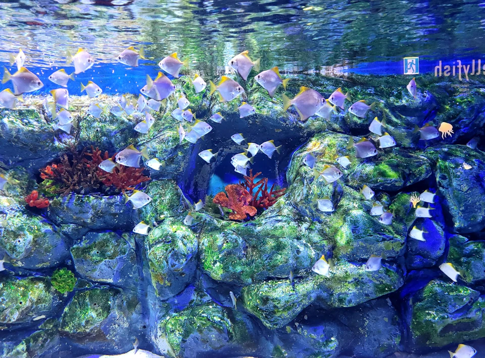 Lotte World Aquarium: Entry Ticket