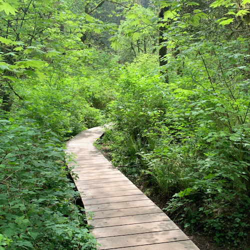 Vancouver: Guided Rainforest Hike with Waterfalls & Suspension Bridge + Transfer - Photo 5