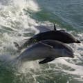 Prepare suas câmeras para ver os golfinhos selvagens