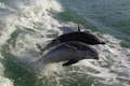 Get your cameras ready for the wild dolphins