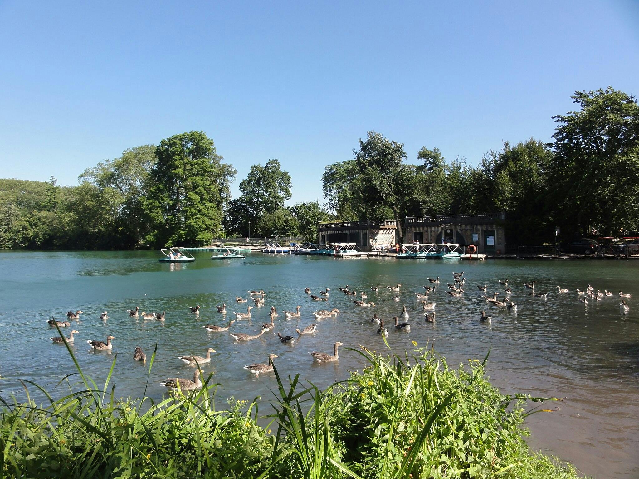 Ducks swimming in a lake near the shore with green foliage and docked boats. Trees and a building are visible in the background.
