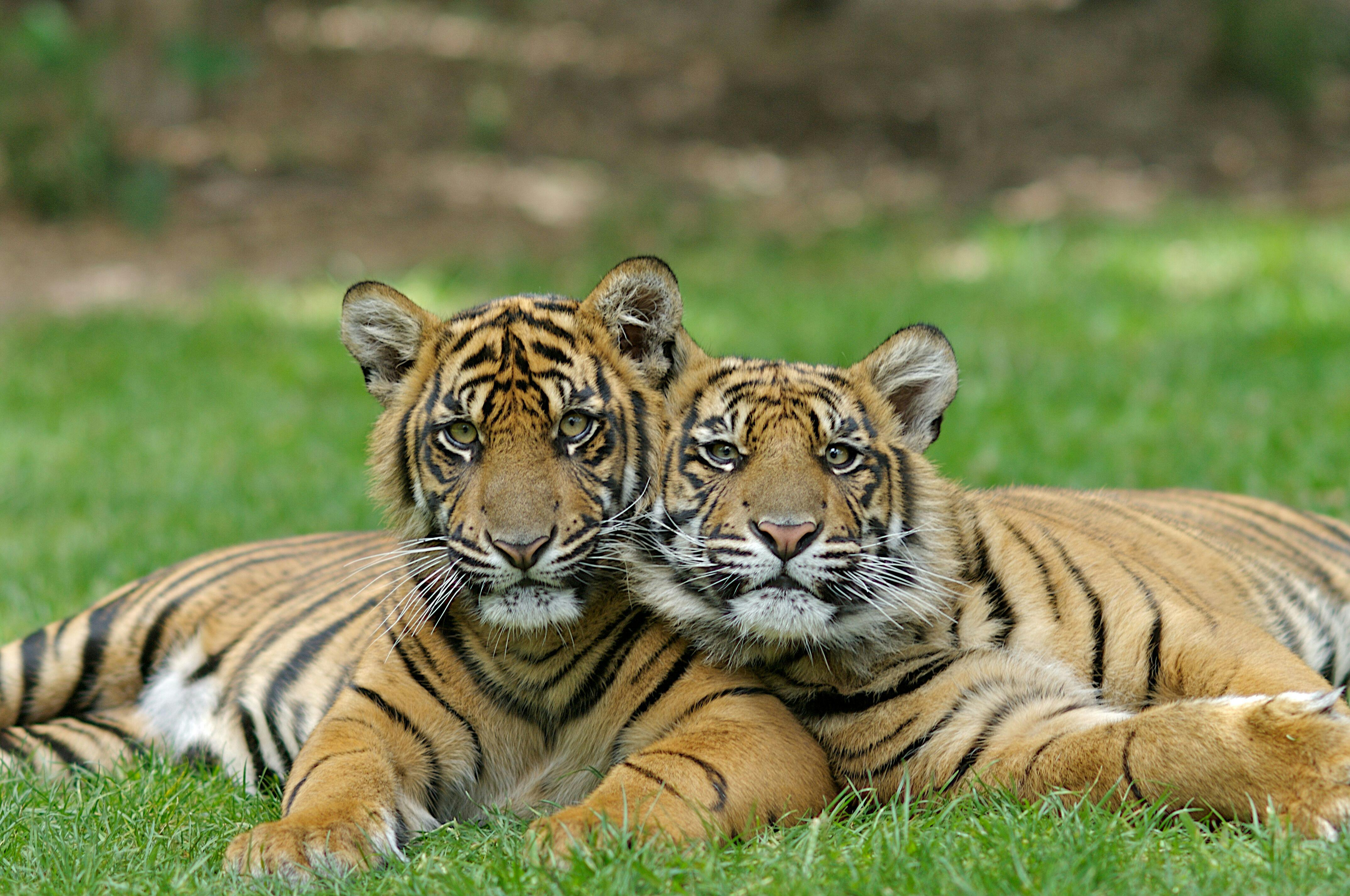 梦幻世界 白水世界游乐园及天空之点观景台 Tiqets