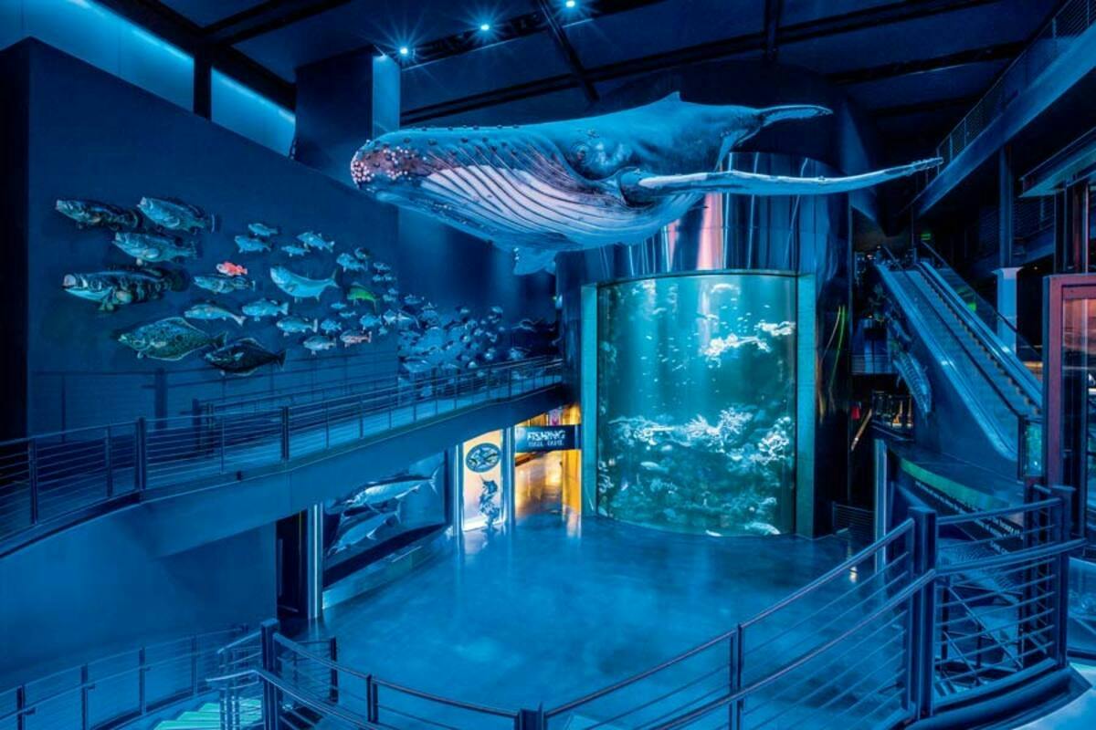 Wonders of Wildlife National Museum & Aquarium: Entry Ticket 4