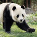 Гигантская панда Копенгагенский зоопарк