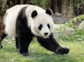 Giant panda Copenhagen ZOO