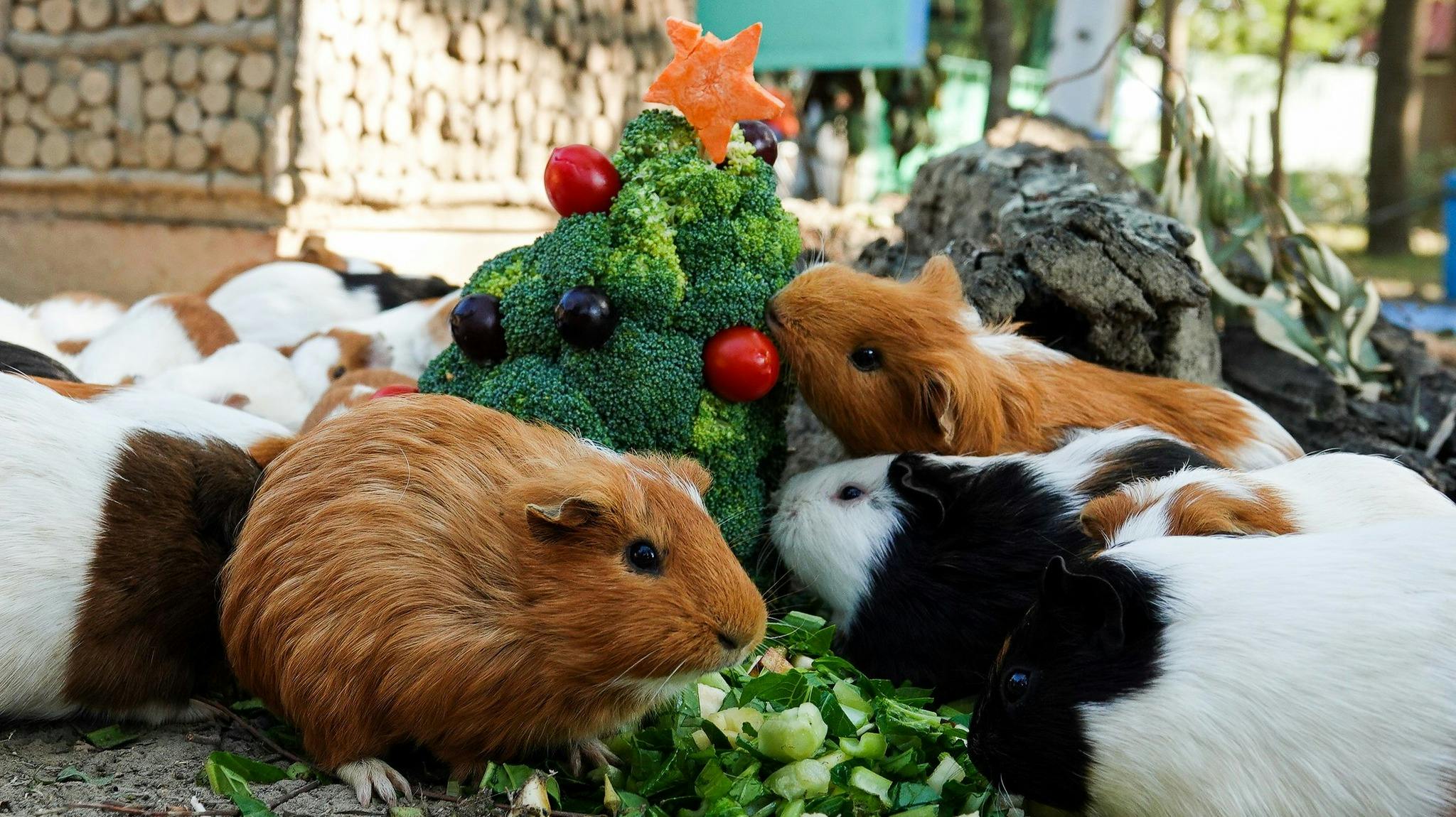 Several guinea pigs eating vegetables arranged like a Christmas tree, decorated with fruits and topped with a carrot star.