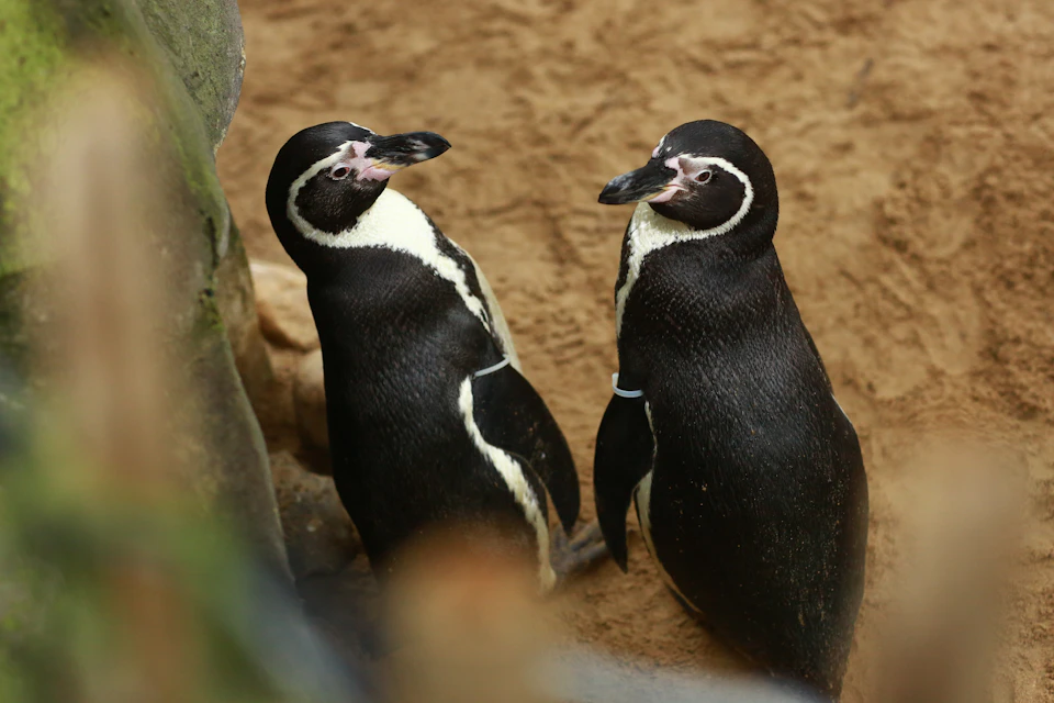 Two black-and-white penguins stand on sandy ground, facing each other. One has a blue band on its wing.