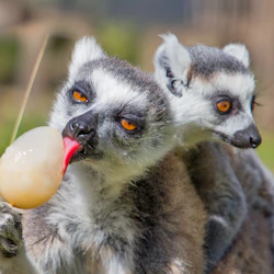 Två lemurer, en som slickar en frusen godbit på en pinne, med den andra i bakgrunden. Båda har grå päls och stora, orange ögon.