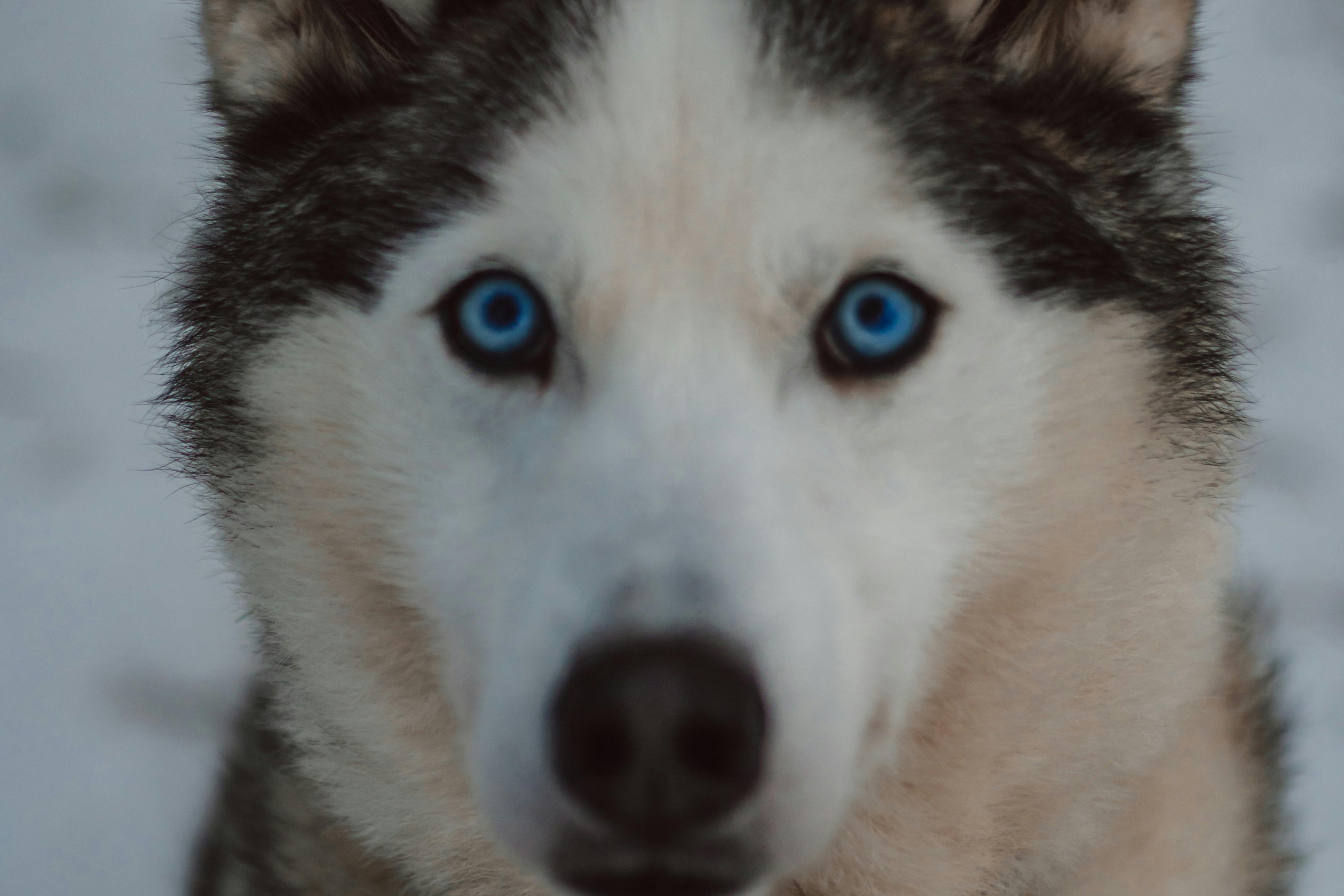 Parque de los Husky: Excursões a partir de Rovaniemi