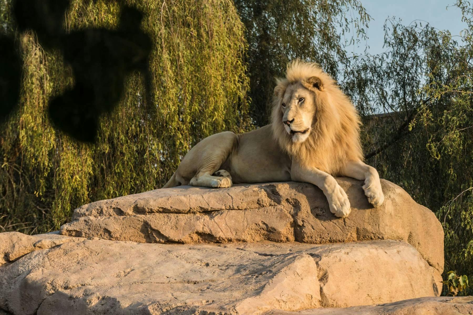 Al Ain Zoo Entry Tickets Tiqets