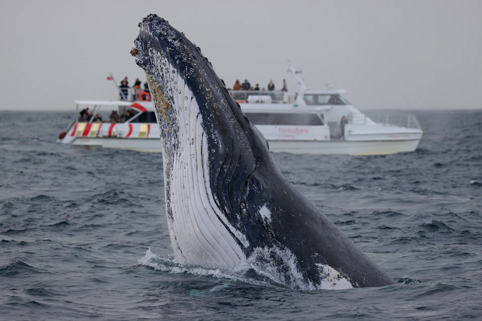 A humpback whale breaching near the surface of the water with boats and people observing in the background.