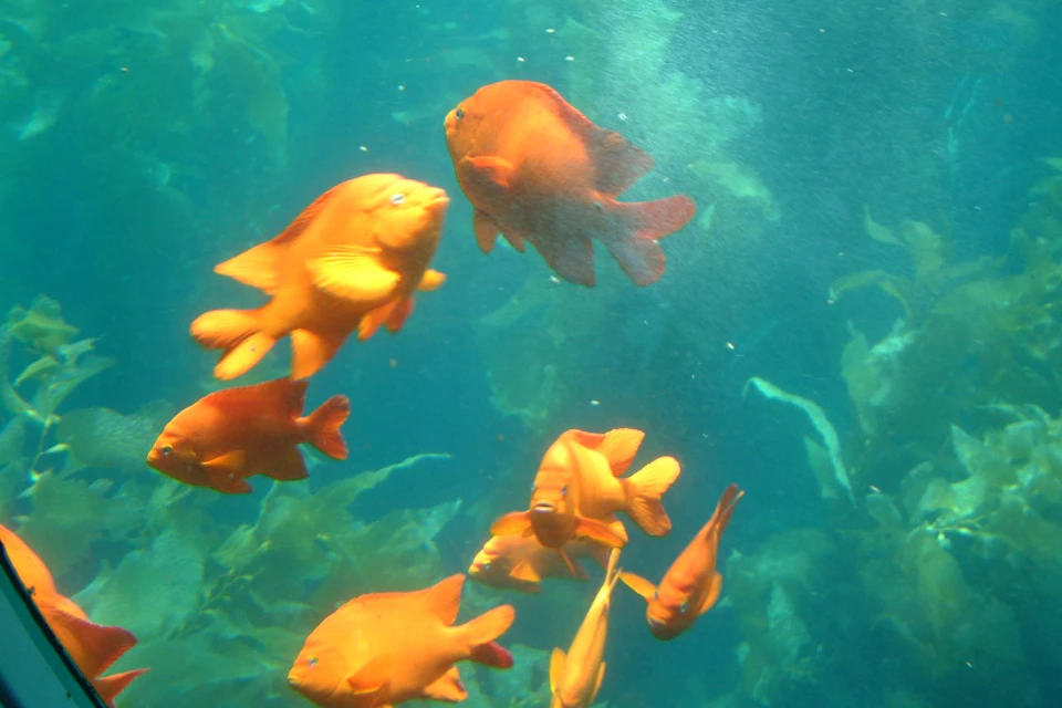 Several vibrant orange fish swim together in a clear turquoise blue water surrounded by underwater plants.