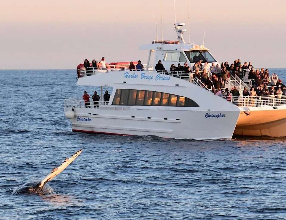 A boat named "Christopher" with many passengers on board, watching a whale's fin emerge from the ocean water.