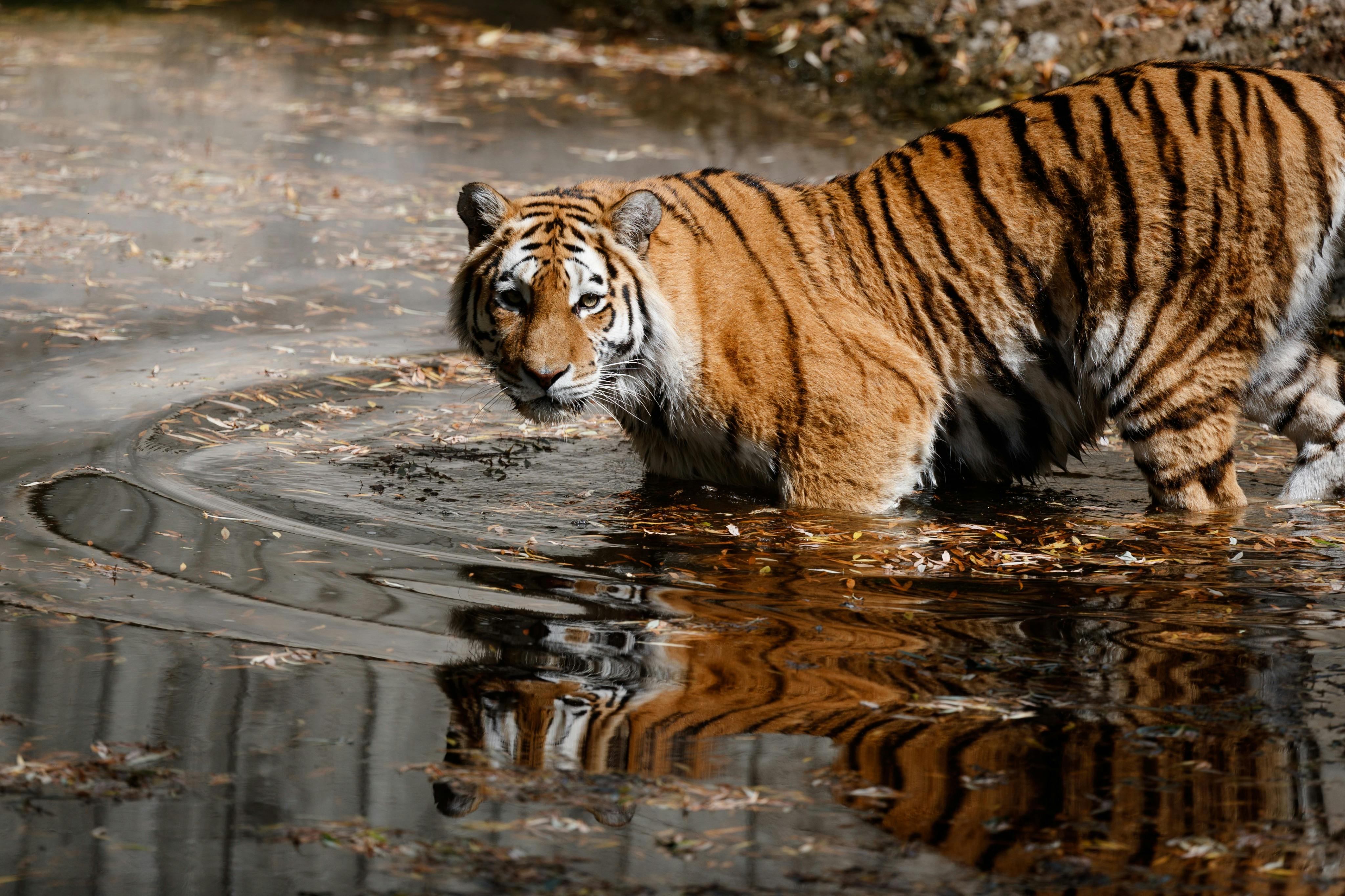 哥本哈根动物园