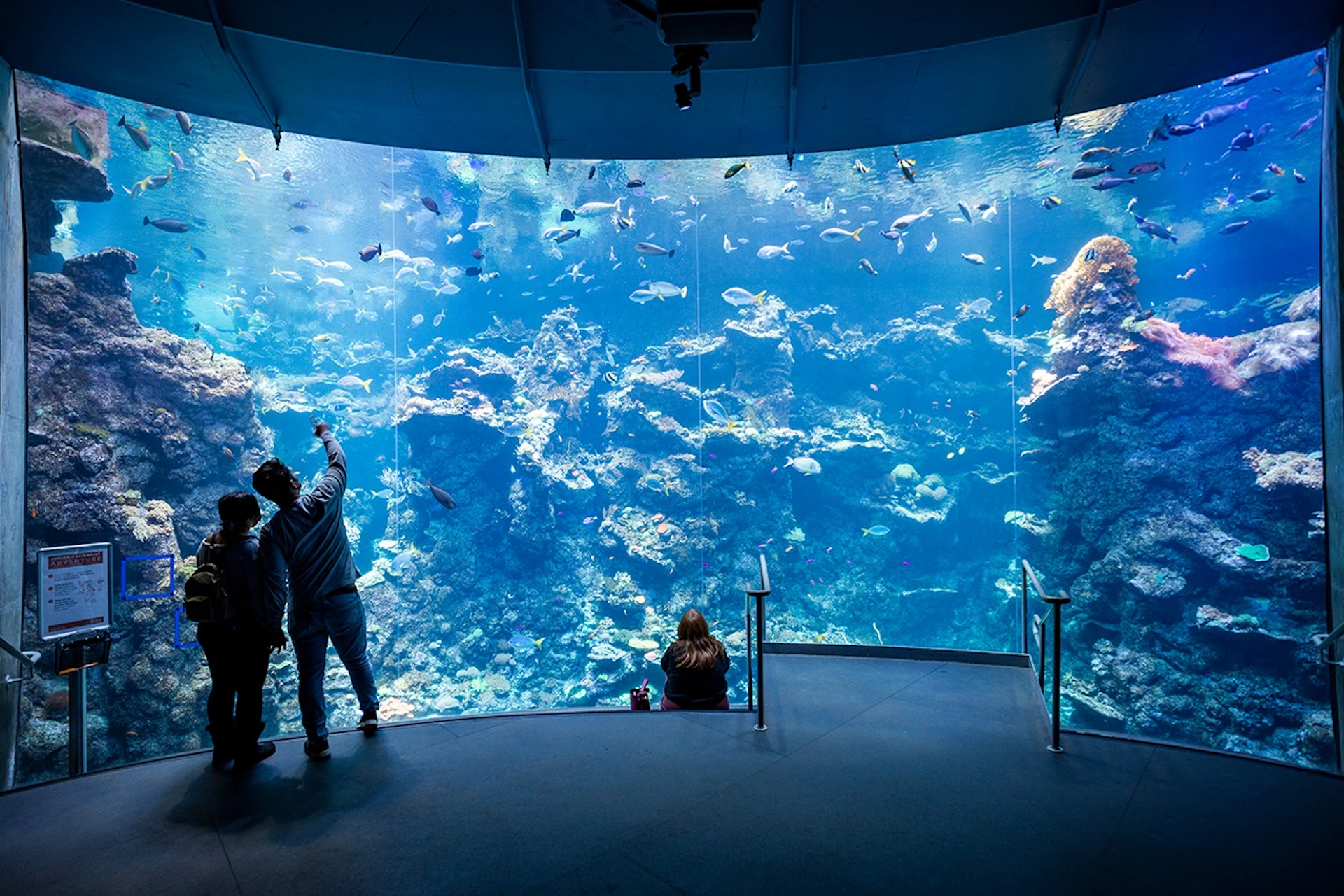 Guests viewing the Philippine Coral Reef in Steinhart Aquarium.