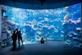 Guests viewing the Philippine Coral Reef in Steinhart Aquarium.