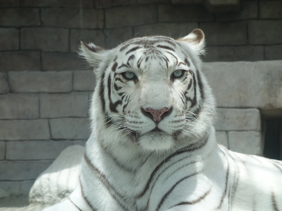 A white tiger with striking stripes sits in front of a stone wall, gazing directly at the camera.