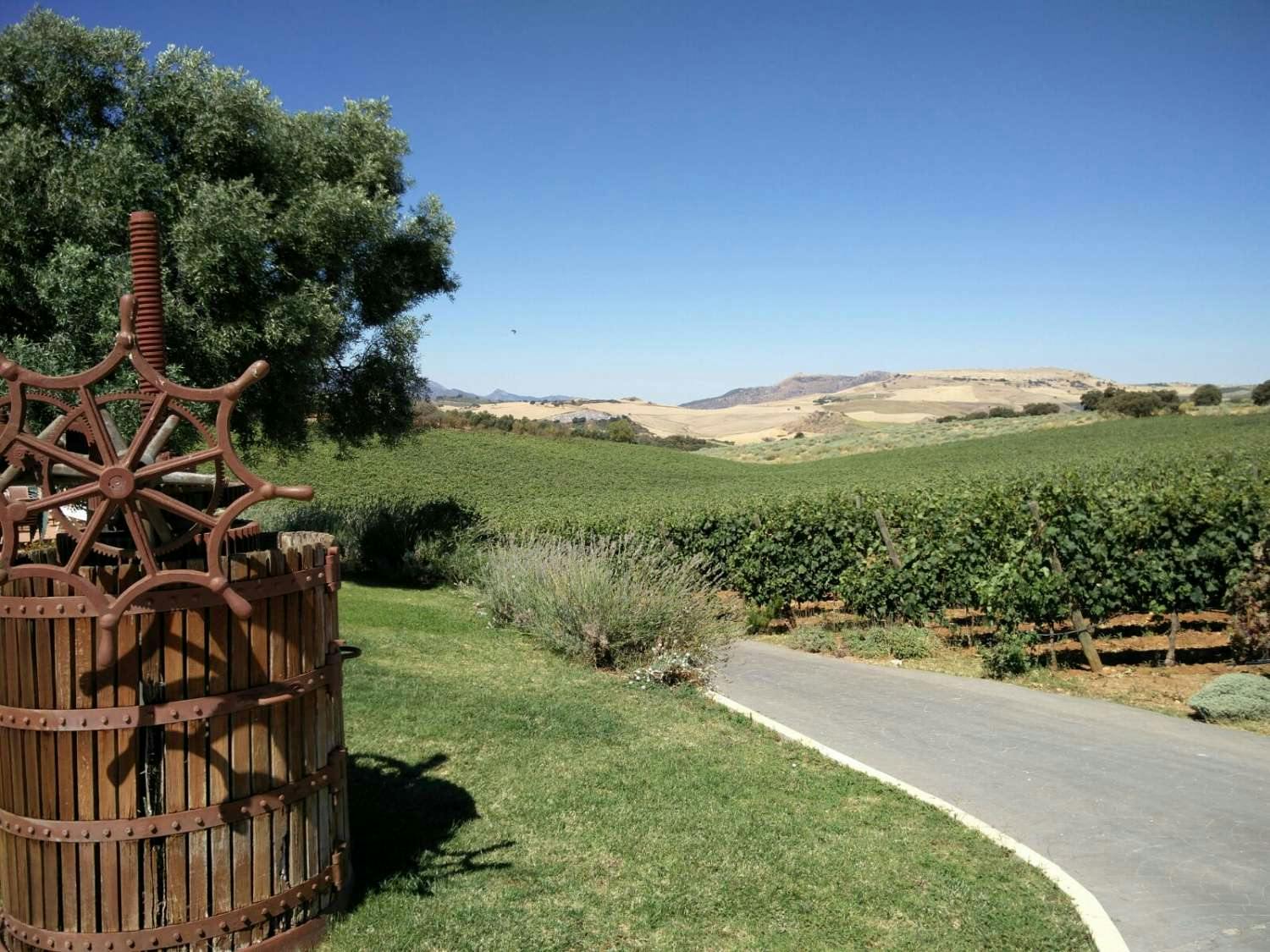A vineyard with a paved path, green fields, and distant hills under a clear blue sky. A wooden structure is on the left.