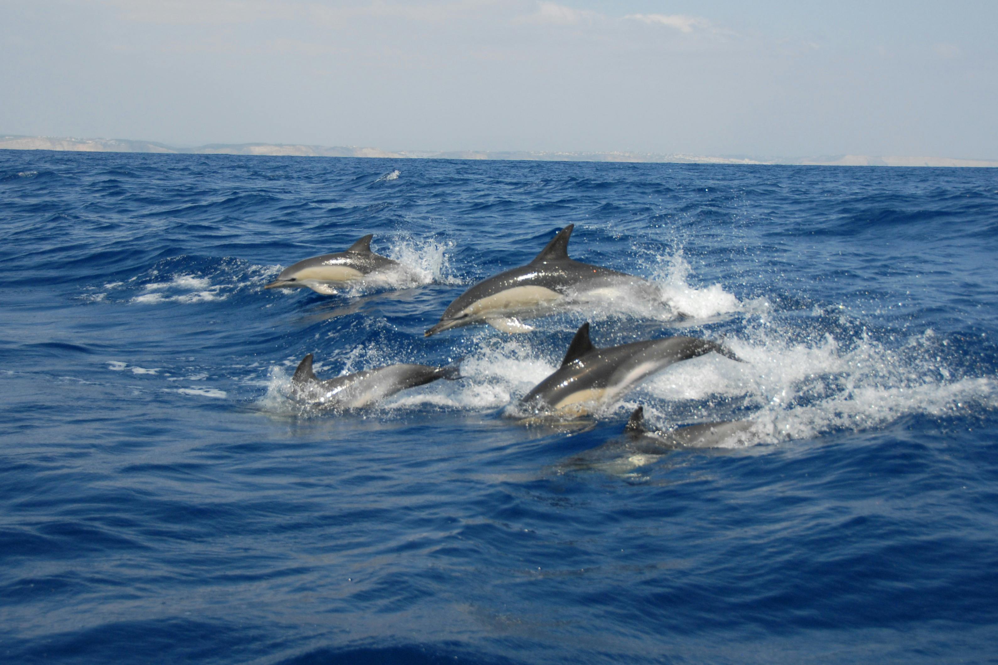 Common dolphins